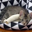 Gattini nati con le zampe deformi: raccolta fondi per aiutarli5