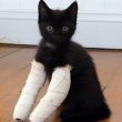 Gattini nati con le zampe deformi: raccolta fondi per aiutarli