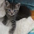 Gattini nati con le zampe deformi: raccolta fondi per aiutarli4