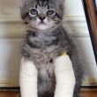 Gattini nati con le zampe deformi: raccolta fondi per aiutarli2