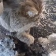 Gattino bloccato nella pozzanghera ghiacciata coppia lo salva2