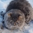 Gattino bloccato nella pozzanghera ghiacciata coppia lo salva