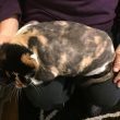 Gatto con pelo arruffato: gli rasano due chili di "dreadlock2