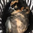 Gatto con pelo arruffato: gli rasano due chili di "dreadlock