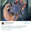 Posta FOTO di un misterioso mostro marino trovato nei mari della Russia