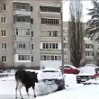 Russia, alce sotto la neve si scalda col tubo di scappamento di un'auto