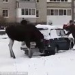 Russia, alce sotto la neve si scalda col tubo di scappamento di un'auto 3