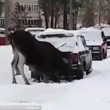 Russia, alce sotto la neve si scalda col tubo di scappamento di un'auto 2