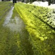 Russia, si rompe tubo pieno di cromo: neve verde sugli Urali4