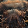 Scozia, medusa mostro assomiglia a Predator