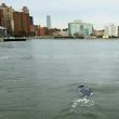 Una balena a Manhattan: raro avvistamento, nuotava vicino casa del sindaco01