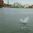 Una balena a Manhattan: raro avvistamento, nuotava vicino casa del sindaco02