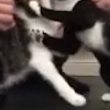 Due gatti si prendono a graffi e morsi