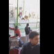 YOUTUBE Leone attacca e sbrana il domatore al circo di Alessandria 4