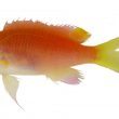 YOUTUBE Un pesce di nome Obama: nuova specie scoperta alle Hawaii01