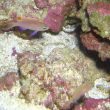 YOUTUBE Un pesce di nome Obama: nuova specie scoperta alle Hawaii03