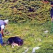 Giacomo e Domenico Romelli uccisero cane a bastonate: assolti01