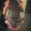 Pesci "alieni", strane creature marine che popolano gli abissi FOTO