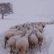 Terremoto e gelo, animali sepolti dalla neve nelle Marche 2