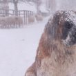 Terremoto e gelo, animali sepolti dalla neve nelle Marche 3