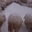 Terremoto e gelo, animali sepolti dalla neve nelle Marche 5