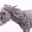 Terremoto e gelo, animali sepolti dalla neve nelle Marche 7