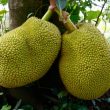Jackfruit, il frutto che sfamerà il mondo02