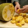 Jackfruit, il frutto che sfamerà il mondo03