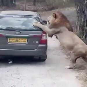 Leone scuote la macchina dei turisti al safari1