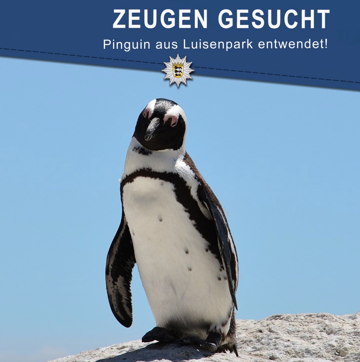 Pinguino rapito dallo zoo di Mannheim. L'appello della polizia: "Restituitelo o morirà"