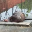 Ippopotamo picchiato a morte nello zoo. Gustavito fa commuovere El Salvador FOTO 3