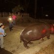 Ippopotamo picchiato a morte nello zoo. Gustavito fa commuovere El Salvador FOTO 4