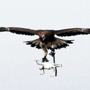 Aquile addestrate in Francia contro i droni5