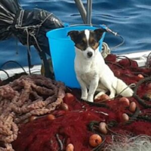 Abbandonato in spiaggia cane si getta in mare verso una barca: salvato