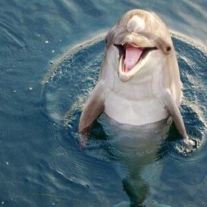 Mistero nell'Arno: il delfino che nuota nel fiume da 2 mesi è malato?01