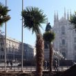 Milano, dopo le palme ecco i banani: riparte la polemica su piazza Duomo 24