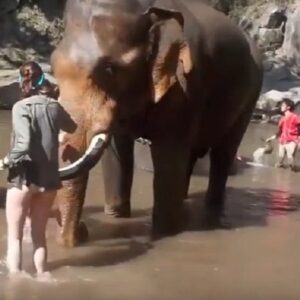 YOUTUBE Elefante non gradisce le attenzioni, ecco cosa fa alla turista