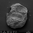 Il più antico progenitore dell'uomo: il fossile coi denti vissuto 540mln di anni fa