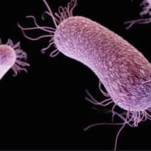 Batteri resistenti agli antibiotici e spesso mortali: i 12 più pericolosi per l'uomo