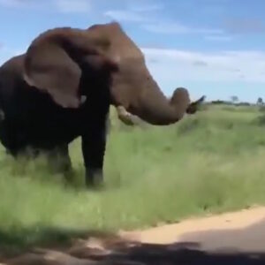 YOUTUBE Turisti infastidiscono elefante al safari: lui li attacca
