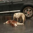 YOUTUBE Husky muore investito: altro cane gli resta accanto