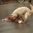 Husky muore investito: altro cane gli resta accanto
