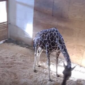 Giraffa April partorisce in diretta: i suoi VIDEO tra i più visti di sempre