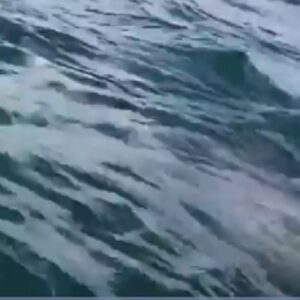 Cucciolo balena si avvicina alla barca e "bacia" i turisti