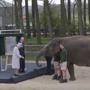 La regina Elisabetta dà da mangiare all'elefante