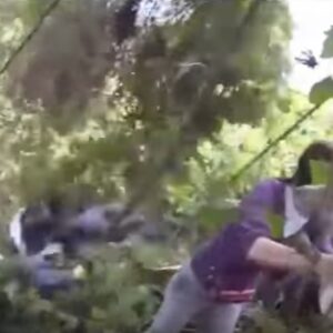 Gorilla attacca: turisti terrorizzati, guida calma l'animale