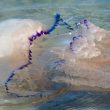 Medusa gigante sulla spiaggia di Caorle: la foto di Andrea Basso