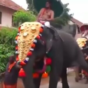 Elefante dà calcio a spettatore mentre sfila decorato alla parata