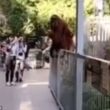 Mamma orango vuole scappare dallo zoo