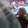 Orso del circo si avventa sul pubblico in Ucraina
